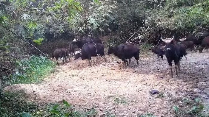 Đàn bò tót tại Suối Kop giáp ranh với Vườn quốc gia Cát Tiên.