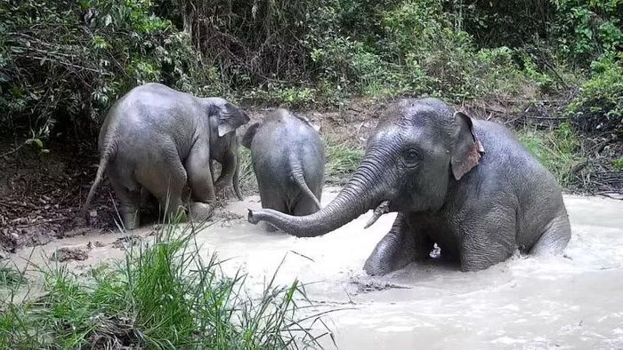 Đàn 4 voi con rừng tắm bùn tại vũng nước trong rừng thuộc địa phận xã Phú Lý, thành phố Đồng Nai.
