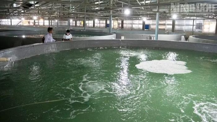 Các vùng sản xuất giống tập trung tại khu vực phía nam của tỉnh Khánh Hòa trở thành “cái nôi” cung cấp con giống cho nhiều vùng nuôi trọng điểm trên cả nước.