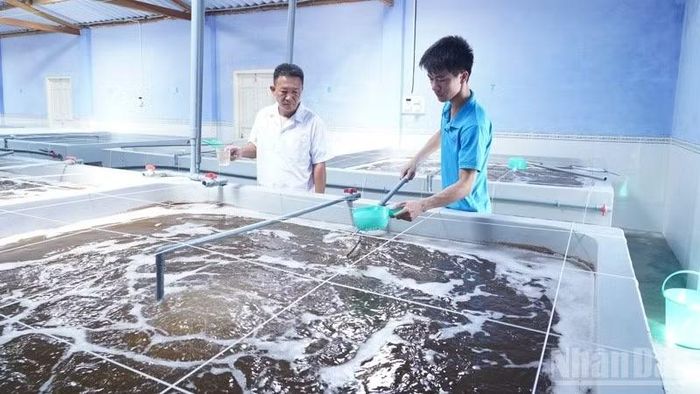 Các cơ sở sản xuất và ương dưỡng tôm giống trên địa bàn tỉnh Khánh Hòa tuân thủ quy trình theo dõi, kiểm tra rất nghiêm ngặt trong quá trình sản xuất.