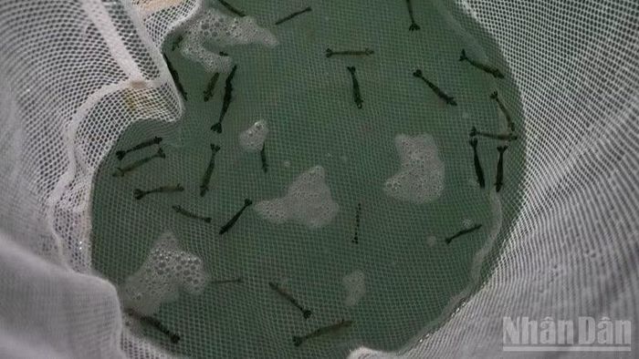 Kiểm soát tôm bố mẹ và con giống luôn được đặt ở vị trí trung tâm trong chiến lược phát triển sản xuất giống sạch bệnh tại các doanh nghiệp tỉnh Khánh Hòa.