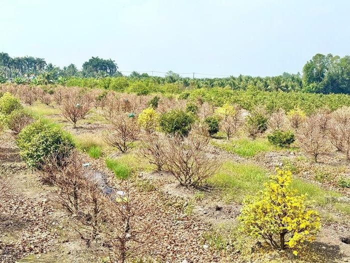 Từ vùng đất nhiễm phèn khắc nghiệt, người dân Bình Lợi đã vun trồng nên những mùa xuân rực rỡ, tạo dựng thương hiệu mai vàng nổi tiếng cả nước.