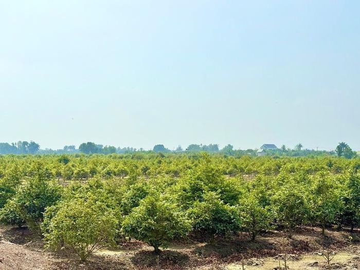 Những vườn mai vàng trải dài ở Bình Lợi không chỉ mang lại sinh kế cho người dân mà còn lưu giữ hồn xuân phương Nam qua từng mùa Tết.