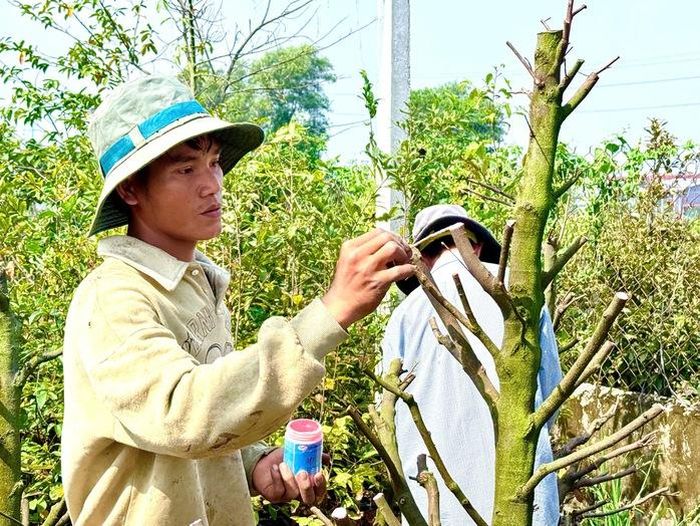 Mỗi gốc mai ở Bình Lợi là kết tinh của nhiều năm chăm sóc, của sự kiên nhẫn và tình yêu nghề được truyền qua nhiều thế hệ.