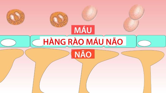 Hàng rào máu não ngăn glutamate từ thực phẩm đi vào hệ thần kinh