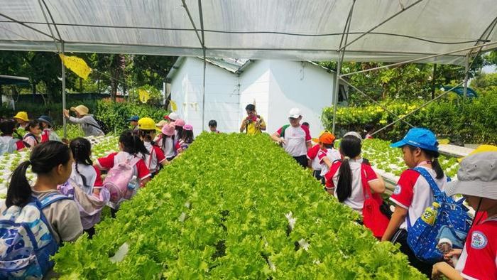 Học sinh được tham quan và tự tay thu hoạch rau tại khu vực nhà màng.