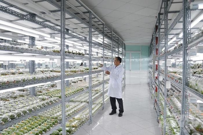 Phòng thí nghiệm nuôi cấy mô tế bào thực vật phục vụ công tác nhân giống tại Khu Nông nghiệp công nghệ cao TPHCM