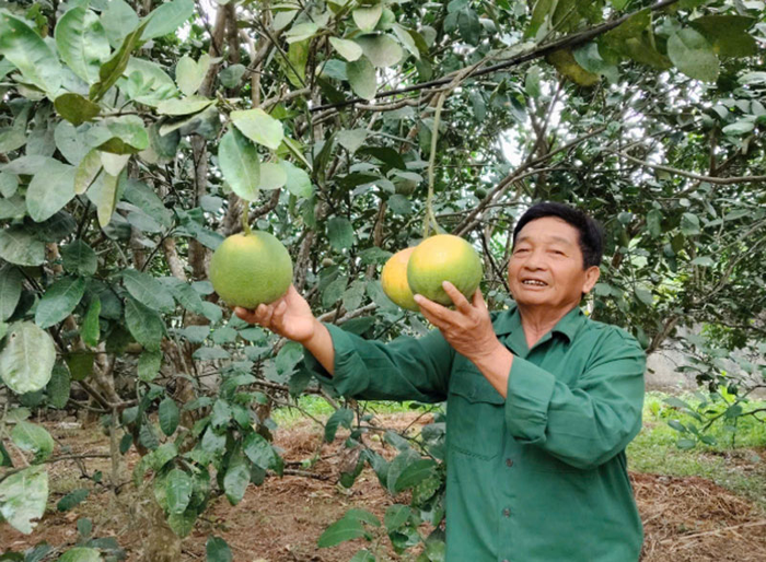 Ông Nguyễn Đức Huân bên vườn bưởi sai quả của gia đình.