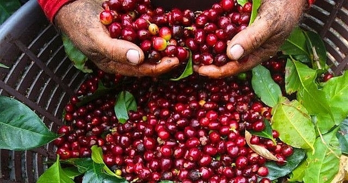  Giá cà phê giảm nhẹ tại một số địa phương. Ảnh minh họa: congthuong.vn 