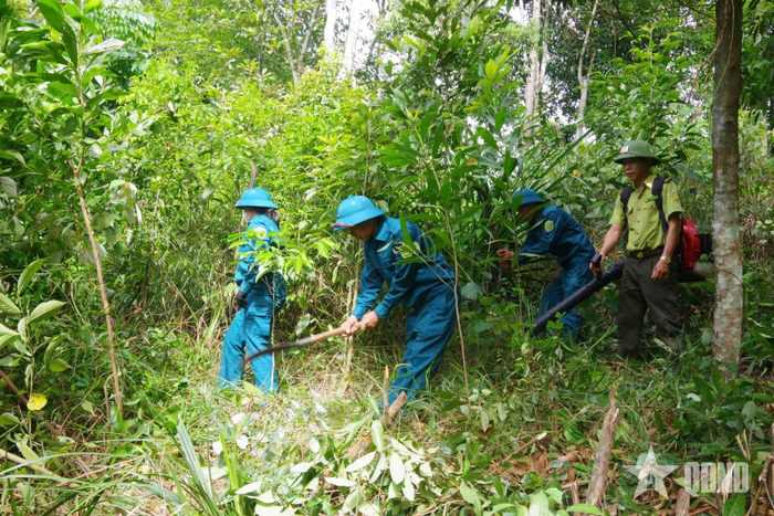 Các lực lượng tham gia phát đường băng cản lửa.