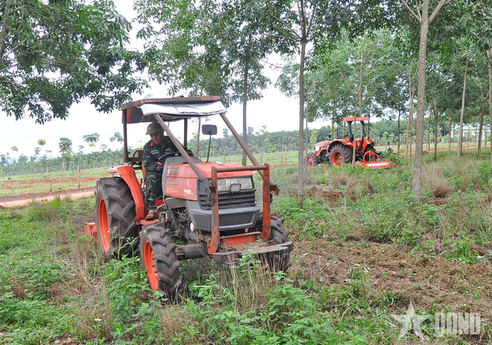 Đội sản xuất số 3 (Đoàn Kinh tế - Quốc phòng 75) dùng máy phát cỏ cho vườn cây cao su.