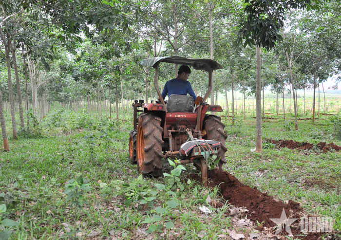 Công nhân Đội sản xuất số 3 (Đoàn Kinh tế - Quốc phòng 75) dùng máy rạch rãnh bón phân cho vườn cây cao su.
