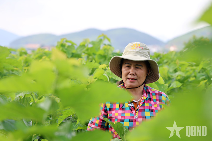 Bà Lỗ Thị Thư, Trưởng thôn 3 Mê Linh, xã Nam Ban Lâm Hà giới thiệu về nghề trồng dâu nuôi tằm tại địa phương.