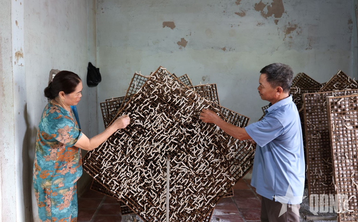 Đưa tằm lên né chuẩn bị kéo kén.