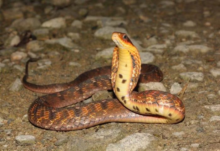 Ảnh: inaturalist