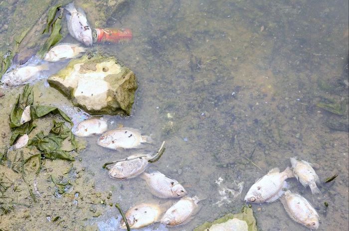 Cá chết chủ yếu là cá rô phi.