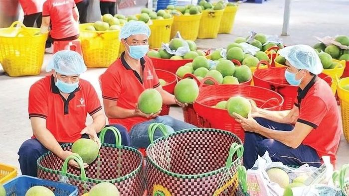 Các sản phẩm nông sản xuất khẩu sắp tới bắt buộc phải truy xuất nguồn gốc.