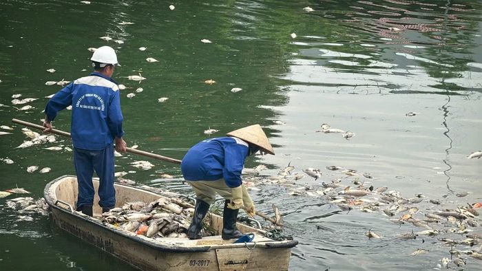 Công nhân vệ sinh môi trường tổ chức vớt, thu gom và chở đi tiêu hủy lượng cá chết trong sáng 17/6.