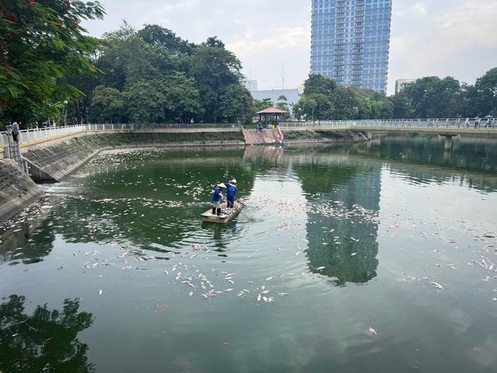 Hệ thống cống các trục D600, D800, D1000 và D1500 liên tục dẫn lượng lớn nước thải sinh hoạt từ các khu dân cư lân cận (Chùa Hà, Nghĩa Tân, Tô Hiệu...) đổ về hồ. Áp lực xả thải này cộng hưởng với việc mực nước hồ bị hạ thấp để thi công trạm bơm chống ngập, làm thu hẹp đáng kể diện tích mặt nước và giảm nồng độ oxy hòa tan. Khi gặp thời tiết biến động cực đoan, tình trạng thiếu oxy trở nên nghiêm trọng, khiến cá không đảm bảo môi trường sống và chết hàng loạt.