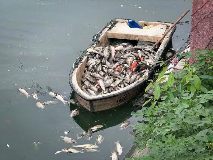 Xác cá dạt vào bờ gồm nhiều loại, trong đó chiếm phần lớn là cá rô phi và cá trôi.