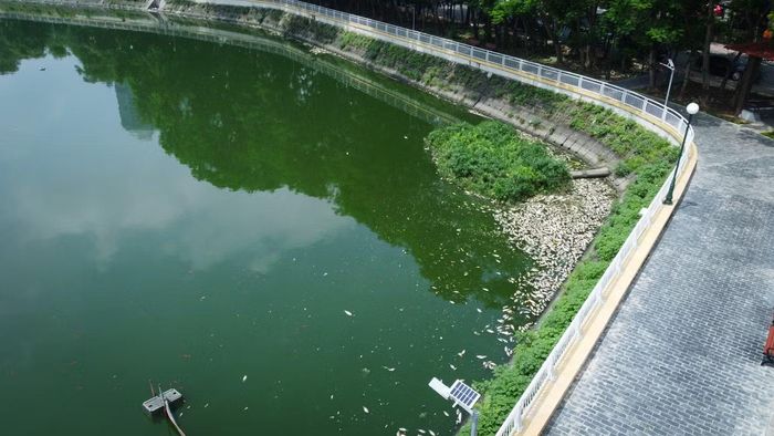 Lý giải về hiện tượng này, ông Trần Anh Tuấn, Giám đốc Ban Quản lý đầu tư - hạ tầng phường Nghĩa Đô thông tin, hồ điều hòa công viên Nghĩa Đô đang chịu áp lực lớn khi phải tiếp nhận lưu lượng nước mặt và nước thải sinh hoạt từ nhiều khu dân cư lân cận. Nguồn nước này đi qua hồ trước khi xả ra tuyến cống đường Nguyễn Khánh Toàn và thoát về sông Tô Lịch.