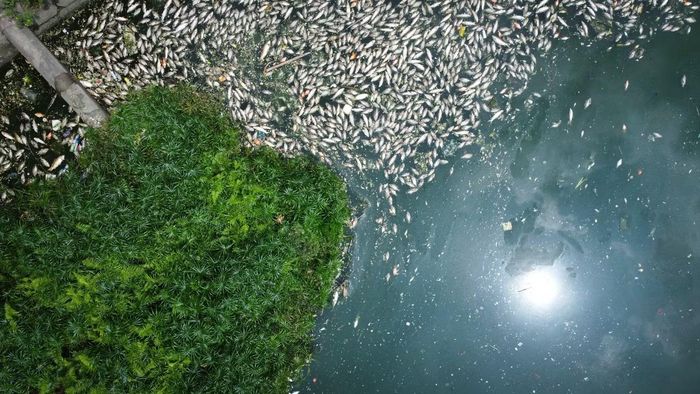 Tình trạng cá chết, trôi dạt và nổi trắng một góc hồ.