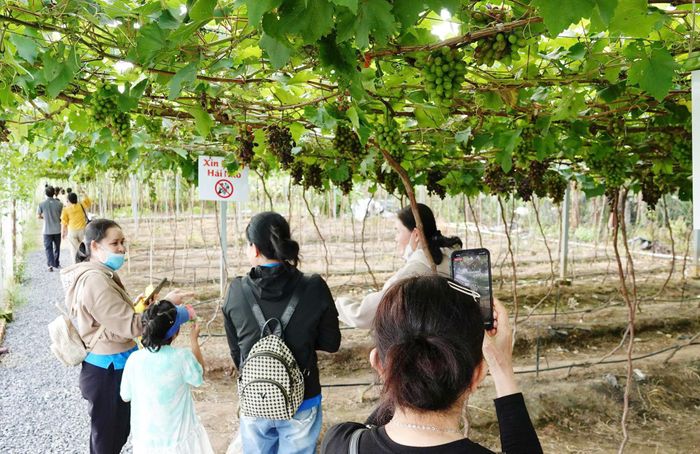 Du khách tham quan vườn nho của anh Nam