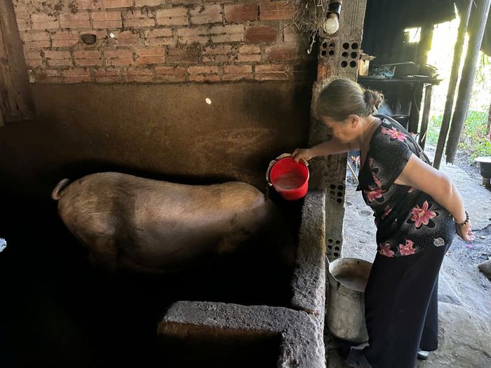 Heo không chỉ là tài sản mà còn là hy vọng để bà Vân có tiền mua sách vở cho các cháu