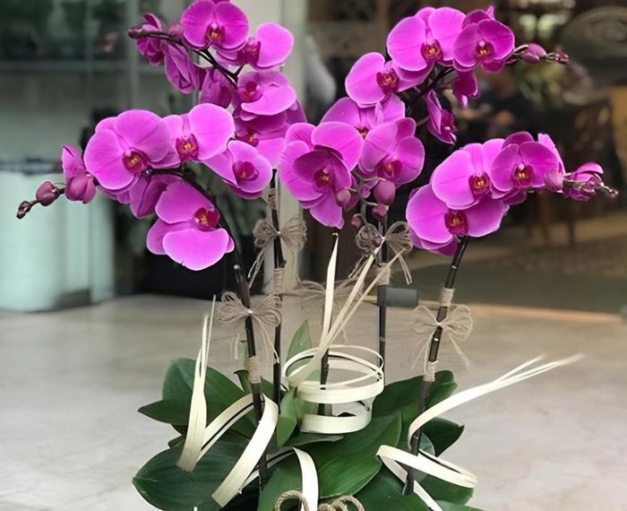 Lan hồ điệp hồng thường được lựa chọn cho người mệnh Thổ theo quan niệm phong thủy.