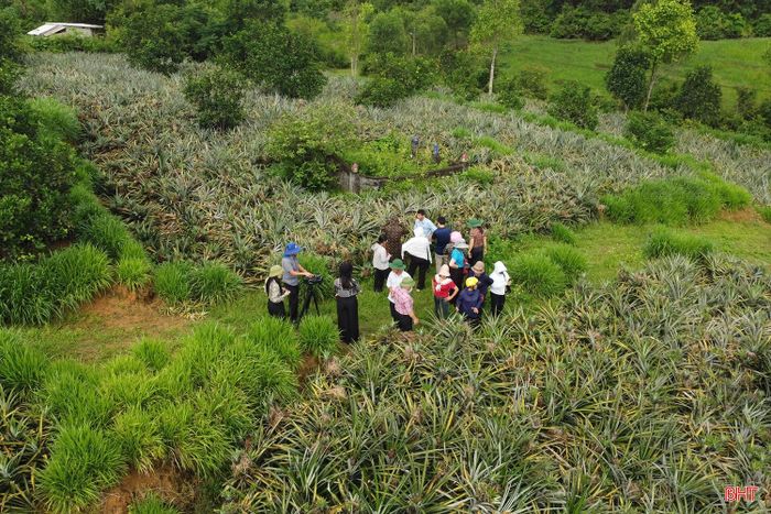 Hà Tĩnh hiện có khoảng 7.000 ha đất phù hợp để phát triển cây dứa trong giai đoạn 2026 - 2030.