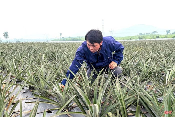 Anh Võ Tiến Hùng (thôn Nam Phong, xã Kỳ Xuân) phát triển diện tích dứa liên kết với doanh nghiệp.