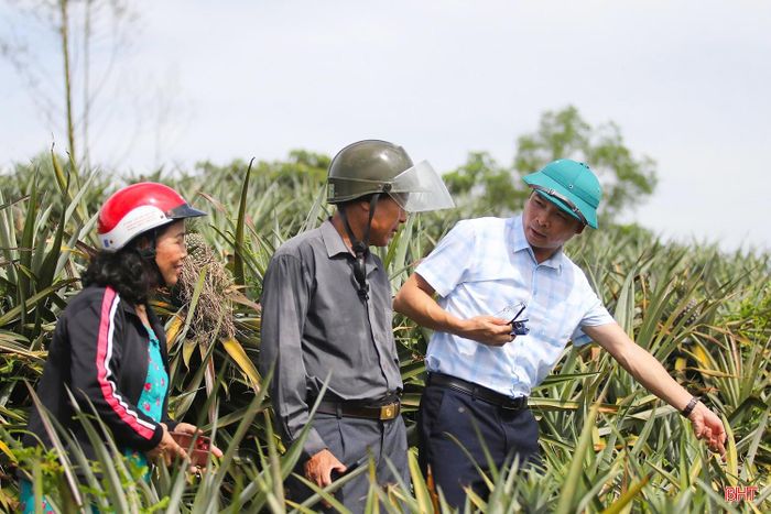 DOVECO đặt mục tiêu phát triển khoảng 2.000 ha dứa tại Hà Tĩnh giai đoạn 2025 - 2028.
