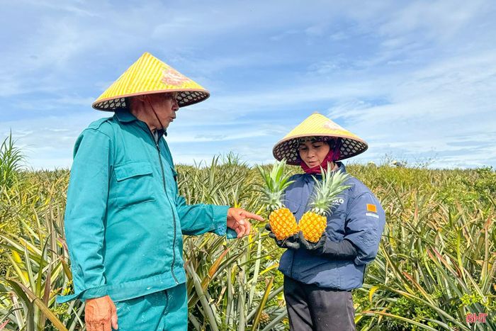 Trên địa bàn Hà Tĩnh hiện có 387 ha dứa liên kết.
