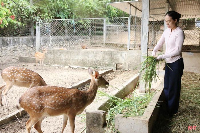 Hiện hợp tác xã Đầu tư và phát triển nhung hươu Hương Sơn có đàn hươu hơn 150 con.