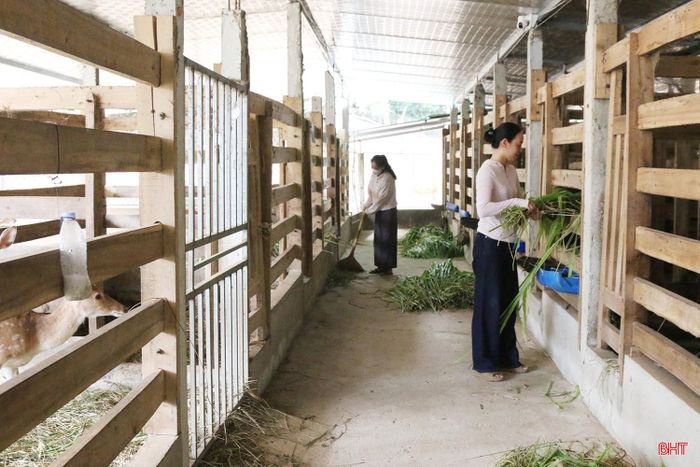 Người chăn nuôi xã Sơn Giang cũng đặc biệt chú trọng đến nguồn thức ăn, chuồng trại... để hươu phát triển tốt.