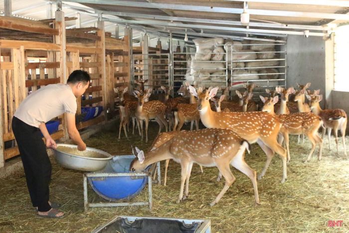 Anh Trần Xuân Tin chú trọng lựa chọn những cá thể hươu có khả năng sinh trưởng, sinh sản tốt, cho sản lượng nhung cao để phục vụ nhân giống.