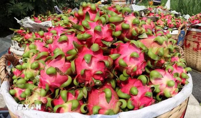Trái cây Việt ngày càng phủ sóng thị trường Trung Quốc. (Ảnh: Hữu Chí/TTXVN)