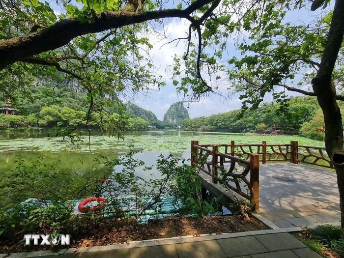Một góc hồ sen trong công viên đất ngập nước quốc gia Tinh Hồ (Trung Quốc). (Ảnh: Quang Hưng/TTXVN)