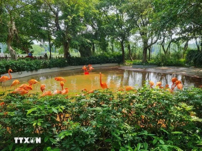 Đàn chim hồng hạc được nuôi dưỡng trong công viên đất ngập nước quốc gia Tinh Hồ (Trung Quốc).(Ảnh: Quang Hưng/TTXVN)