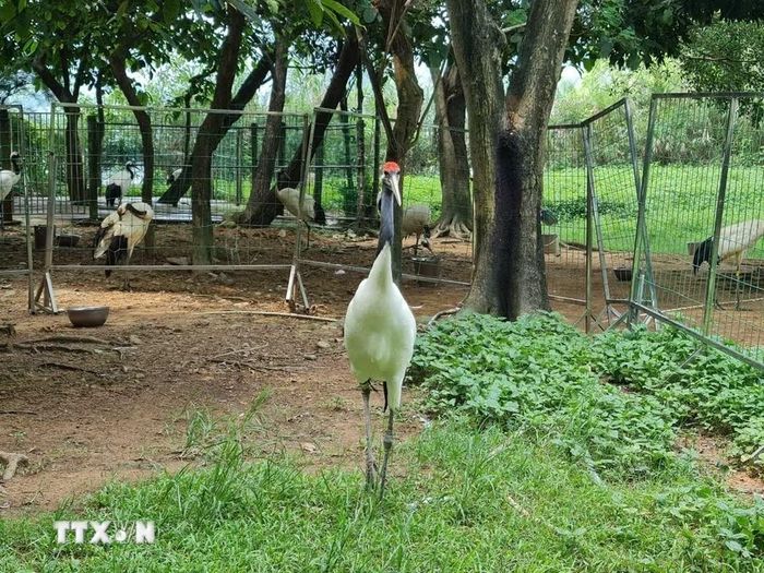 Chim hạc được nuôi dưỡng, thuần hóa và được thả tự do trong công viên đất ngập nước quốc gia Tinh Hồ (Trung Quốc). (Ảnh: Quang Hưng/TTXVN)