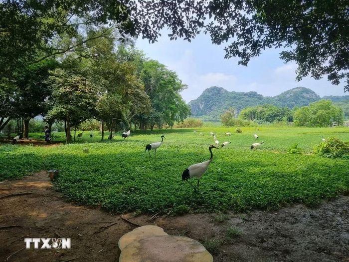 Đàn hạc được nuôi dưỡng, thuần hóa trong công viên. (Ảnh: Quang Hưng/TTXVN)