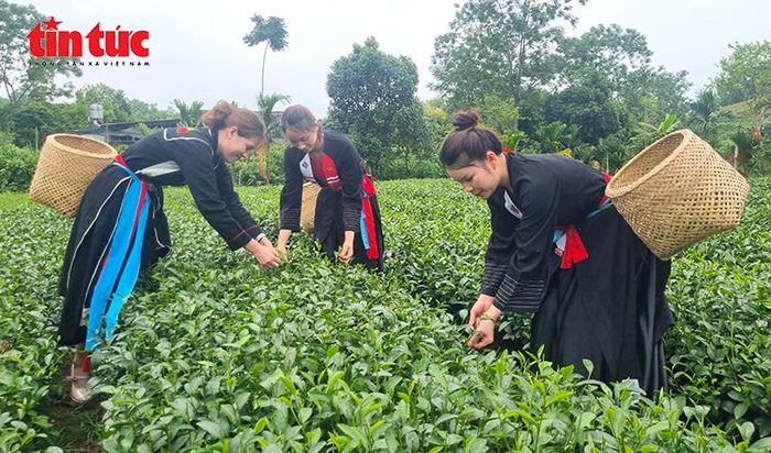 Trải nghiệm hái chè tại vùng nguyên liệu chè sạch ở xã Vô Tranh, tỉnh Thái Nguyên, góp phần quảng bá văn hóa trà tới du khách.