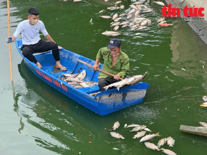 Nhiều loại cá chết tại hồ điều hòa Công viên Nghĩa Đô.