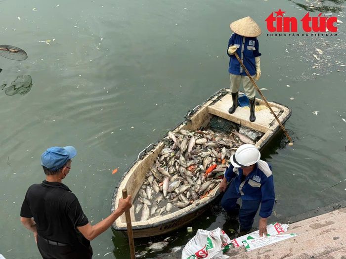 Hàng tấn cá chết được công nhân Công ty Thoát nước Hà Nội vớt lên bờ.