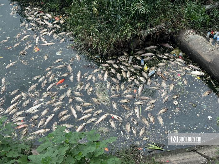 Tình trạng cá chết, trôi dạt và nổi trắng một góc hồ.