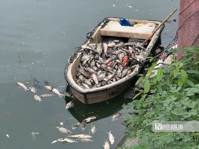Công nhân vệ sinh môi trường đã được huy động để thu gom, vớt xác cá.