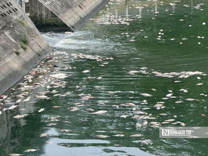 Một số người dân cho biết hiện tượng cá chết xuất hiện sau khi nước thải từ các cống dân sinh chảy vào hồ. "Những ngày gần đây, nước từ cống thoát đổ ra hồ có màu đục và mùi lạ. Sau đó xuất hiện tình trạng cá chết hàng loạt", người dân xung quanh khu vực chia sẻ.
