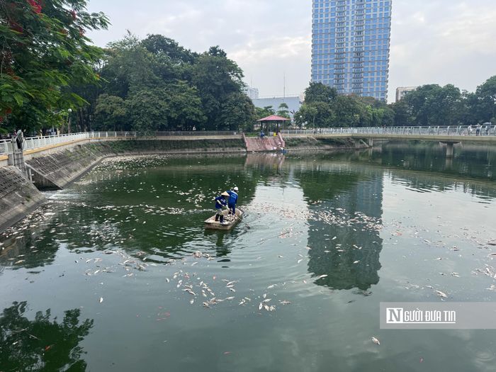 Ngay sau khi sự việc xảy ra, công nhân vệ sinh môi trường đã được huy động để thu gom, vớt xác cá.