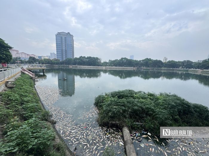 Sáng 17/6, tại khu vực hồ điều hòa Công viên Nghĩa Đô (phường Nghĩa Đô, Thành phố Hà Nội) bất ngờ xuất hiện tình trạng hàng loạt cá chết nổi dày đặc trên mặt hồ.