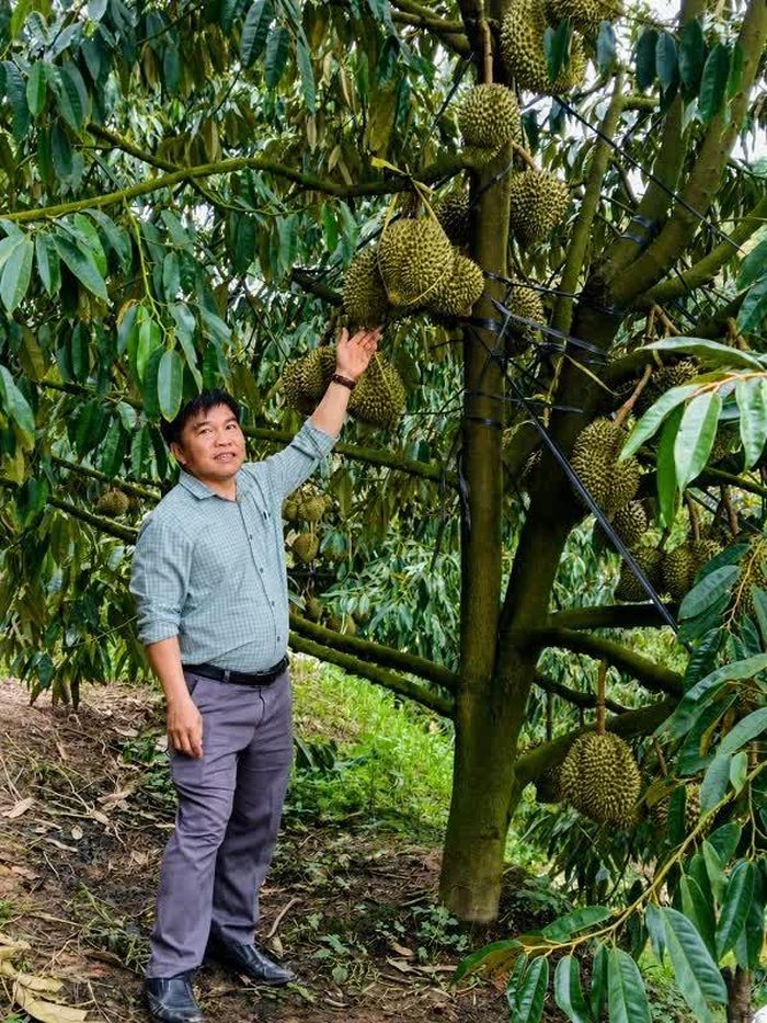 Phó Chủ tịch UBND xã Đam Rông 2 Nguyễn Văn Chính khảo sát mô hình sầu riêng của người dân.